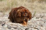 CAVALIER KING CHARLES 055